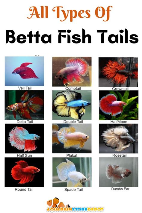 betta fish tank mates|Betta Tank Mates – 15 Best (And 4 To Avoid!) .